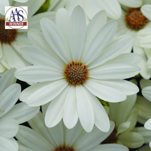  Ostéospermum Akila® Daisy White F1
