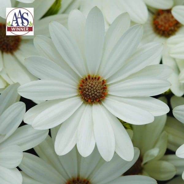 Ostéospermum Akila® Daisy White F1