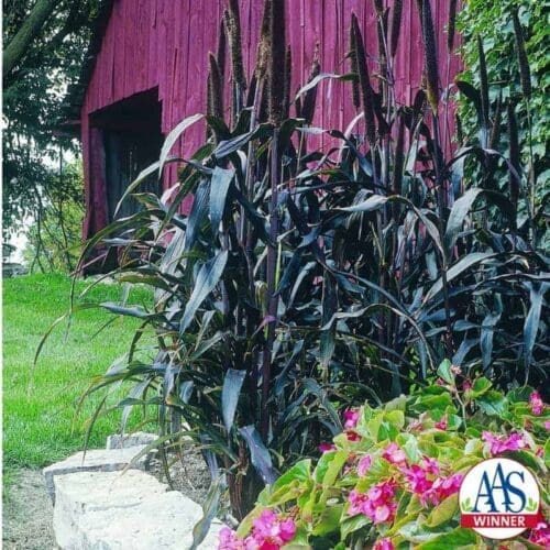  Millet ornemental Purple Majesty