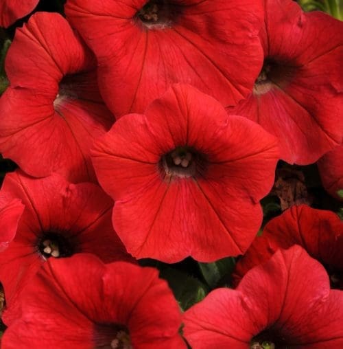  Pétunia Shock Wave® Red F1