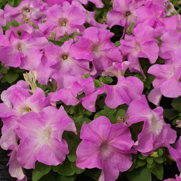 Pétunia Limbo *GP* Sweet Pink F1