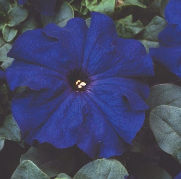 Pétunia Limbo *GP* Blue F1