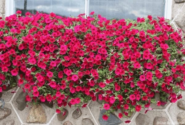 Pétunia Wave® Carmine Velour F1 – Image 3