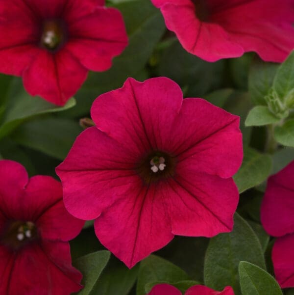 Pétunia Wave® Carmine Velour F1 – Image 4
