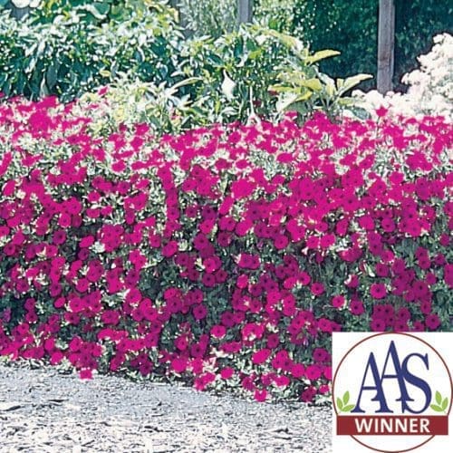  Pétunia Wave® Purple Classic F1