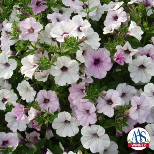  Pétunia Tidal Wave® Silver F1
