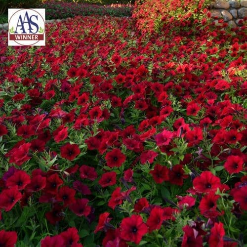  Pétunia Tidal Wave® Red Velour F1