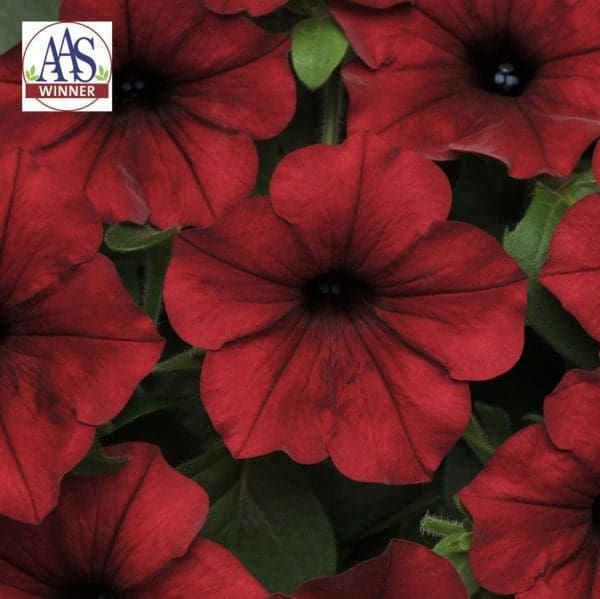 Pétunia Tidal Wave® Red Velour F1 – Image 2
