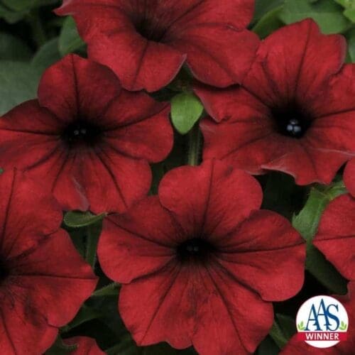  Pétunia Tidal Wave® Red Velour F1
