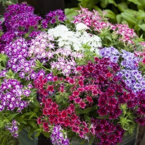  Phlox Popstars™ Mélange F1