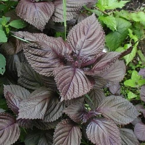  Shiso Nankinensis