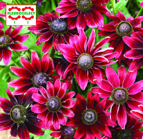  Rudbeckie Cherry Brandy™