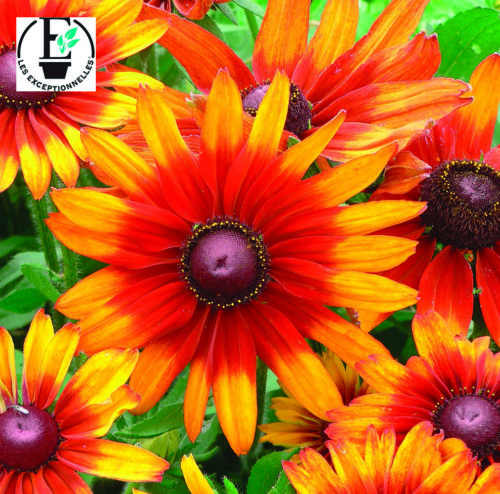  Rudbeckie Cappuccino