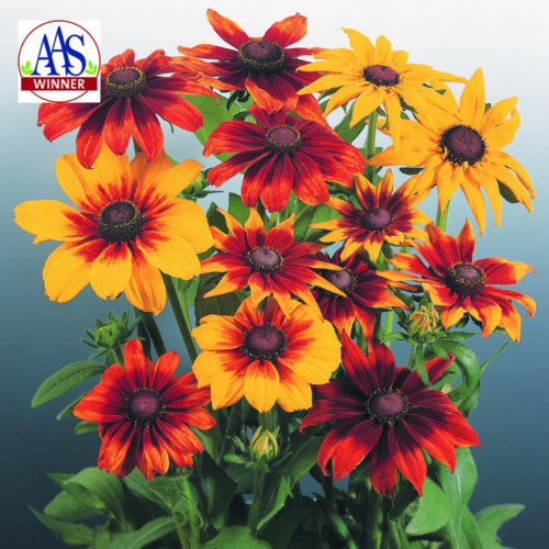  Rudbeckie Autumn Colors