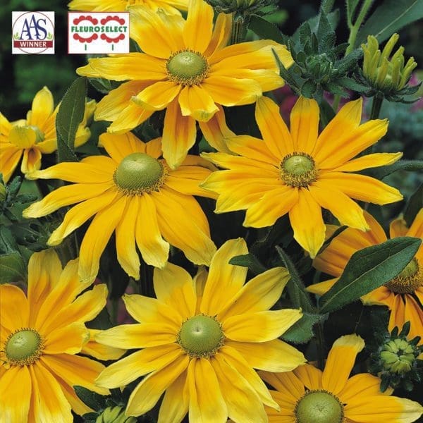 Rudbeckie Prairie Sun