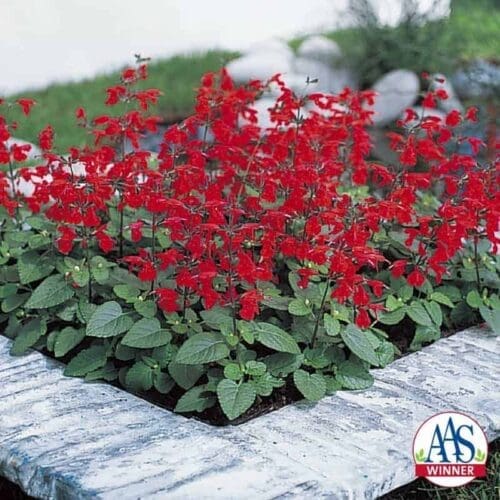  Salvia Summer Jewel™ Red