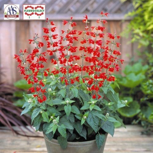  Salvia Summer Jewel™ Red
