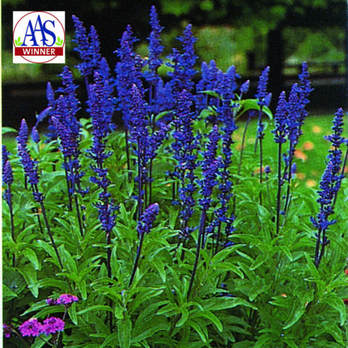  Salvia Victoria™ Bleu