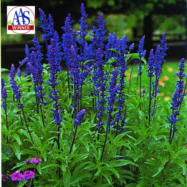 Salvia Victoria™ Bleu