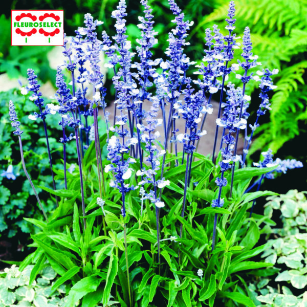Salvia Fairy Queen