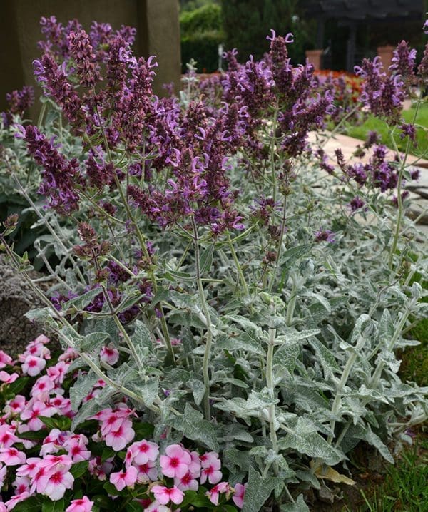 Salvia Lancelot