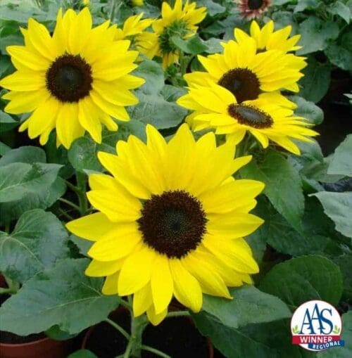  Tournesol Suntastic Golden F1