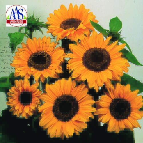  Tournesol Soraya