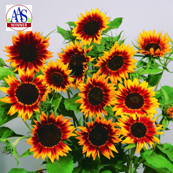 Tournesol Ring of Fire