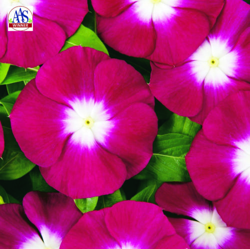 Vinca Pacifica XP Burgundy Halo