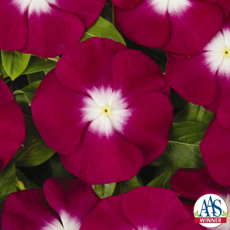 Vinca Pacifica XP Burgundy Halo