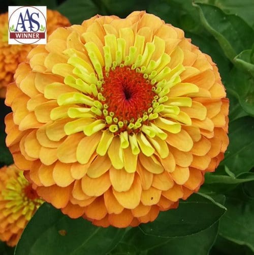  Zinnia Queeny Lime Orange