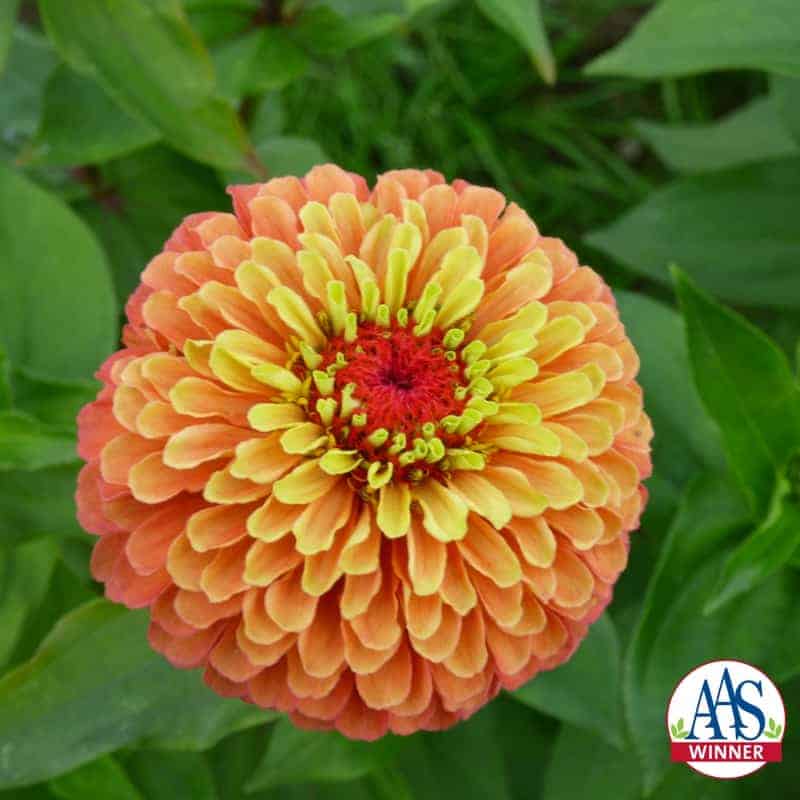 Zinnia Queeny Lime Orange