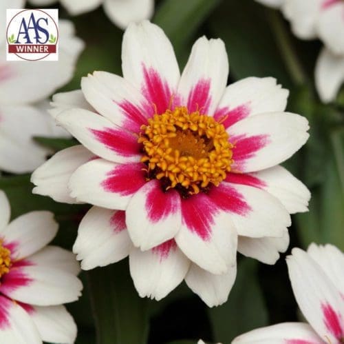  Zinnia Zahara® Starlight Rose