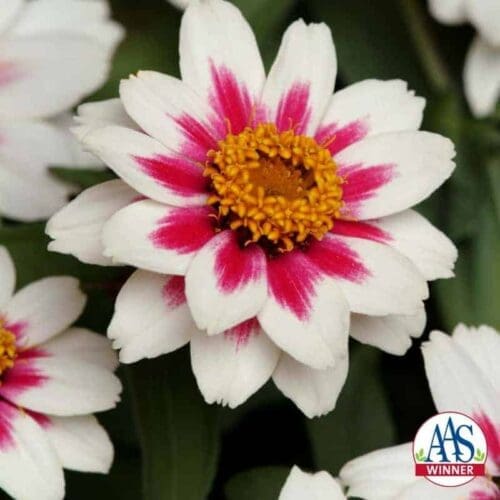  Zinnia Zahara® Starlight Rose