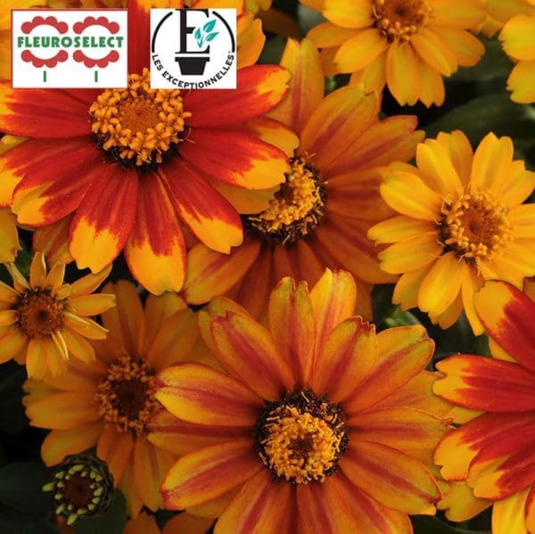 Zinnia Zahara® Sunburst