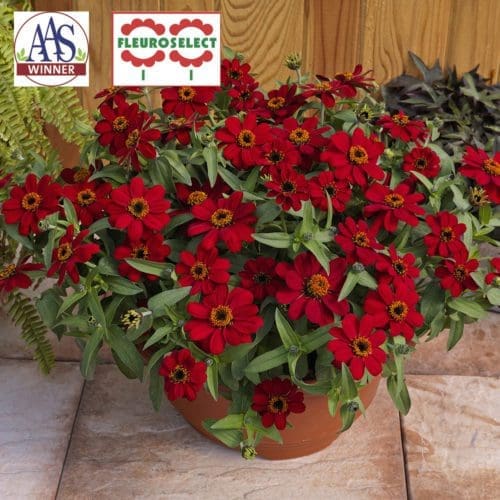 Zinnia Profusion Red F1