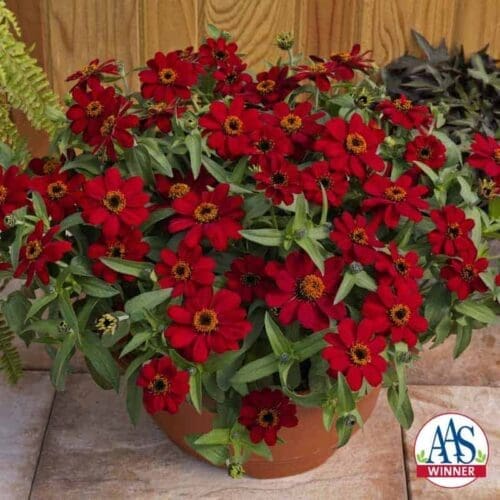  Zinnia Profusion Red F1