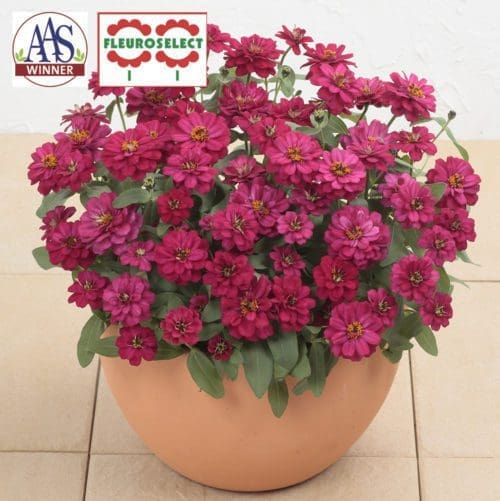  Zinnia Profusion Double Hot Cherry F1