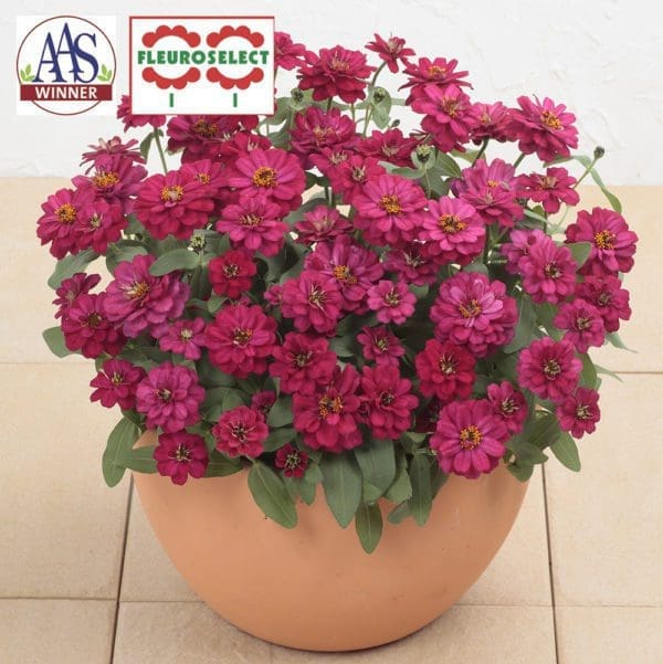 Zinnia Profusion Double Hot Cherry F1