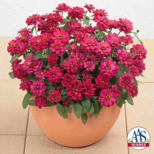  Zinnia Profusion Double Hot Cherry F1
