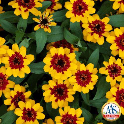 Zinnia Profusion Red Yellow Bicolor F1