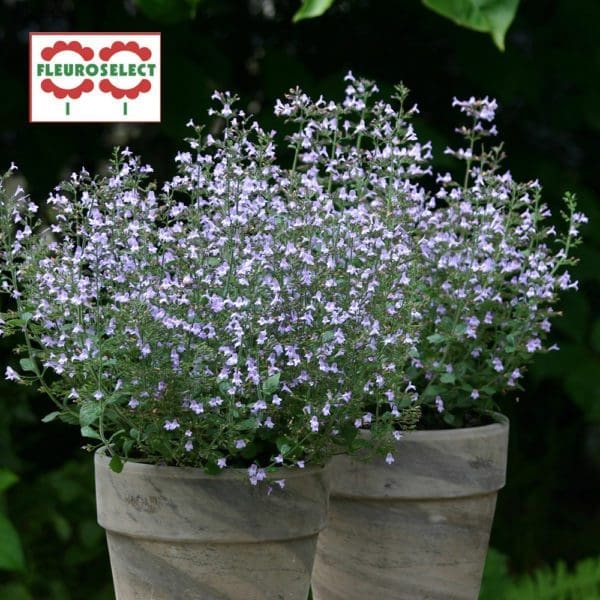 Calamintha Marvelette Blue
