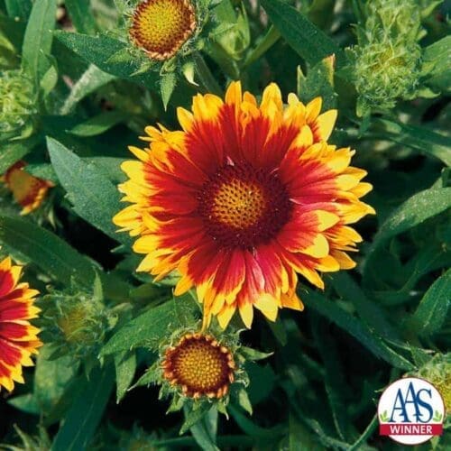  Gaillarde Arizona Sun