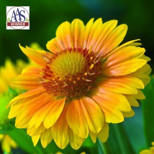  Gaillarde Arizona Apricot