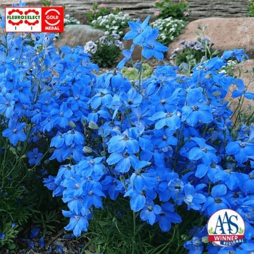 Delphinium Cheer Blue F1