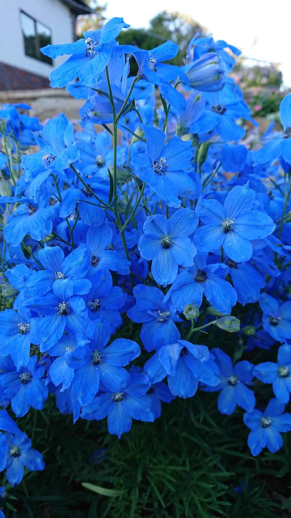 Delphinium Cheer Blue F1 – Image 2