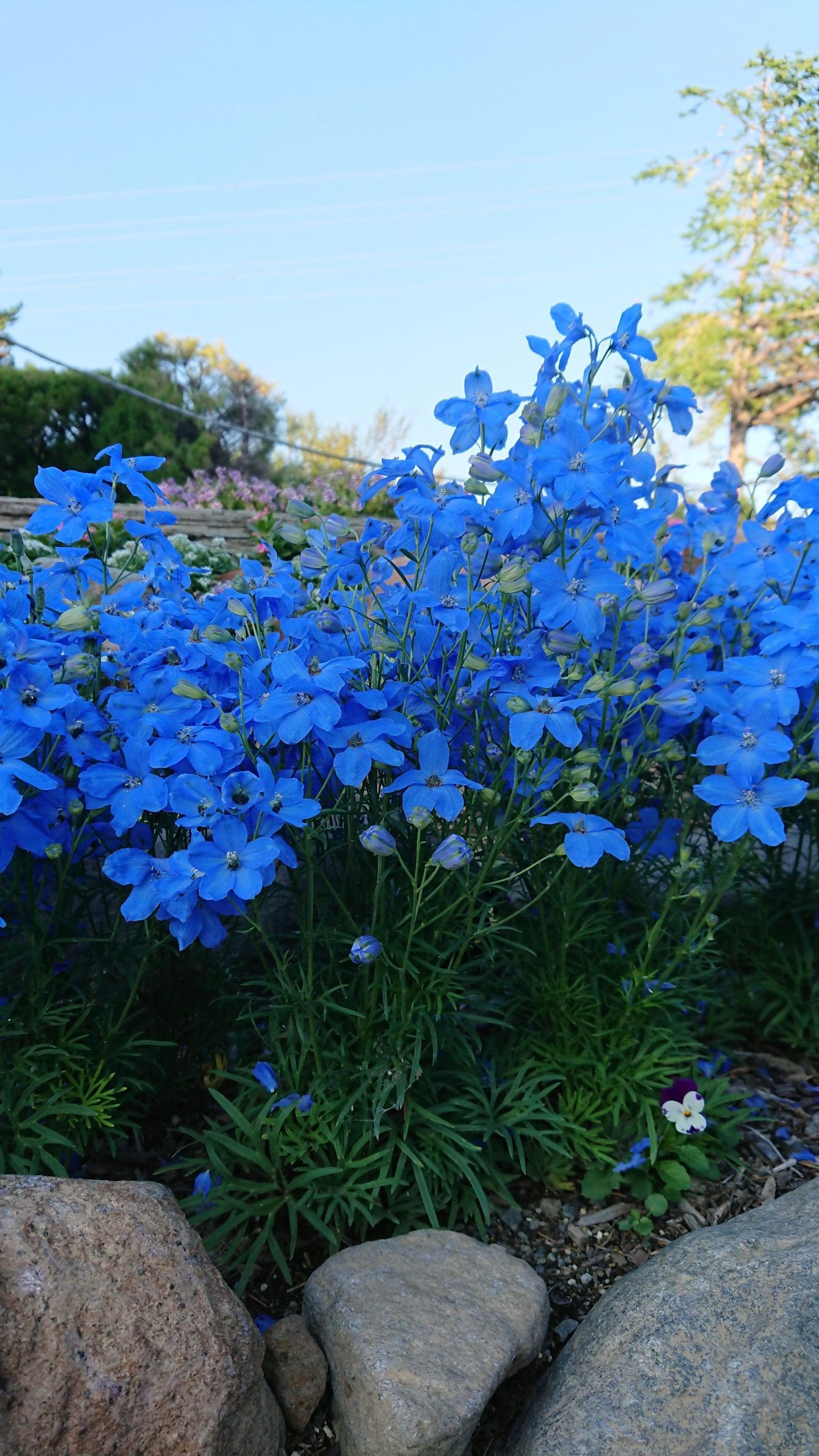 Delphinium Cheer Blue F1 – Image 3