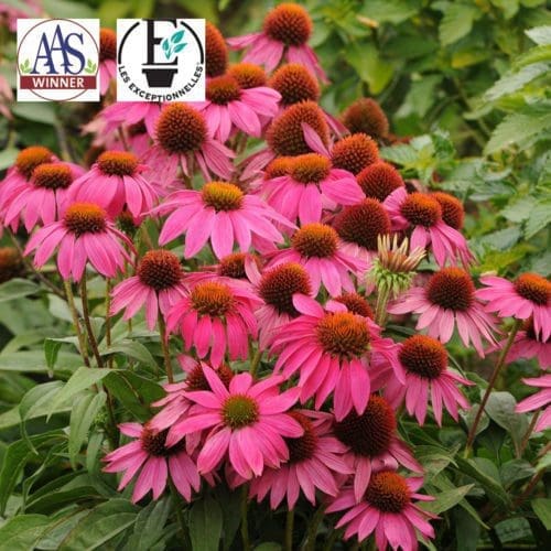  Échinacée PowWow® Wild Berry
