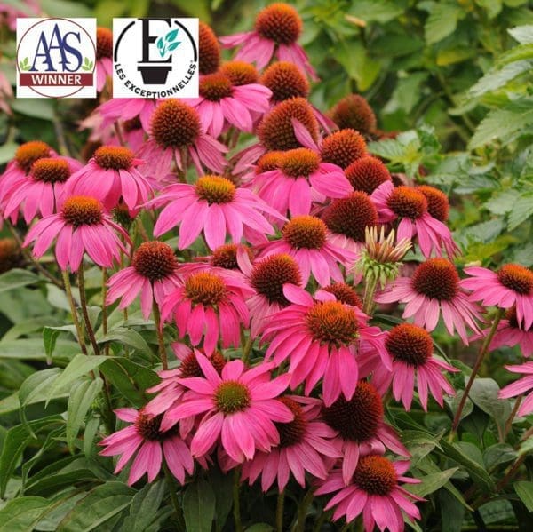 Échinacée PowWow® Wild Berry