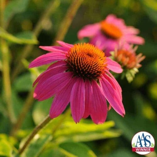  Échinacée PowWow® Wild Berry